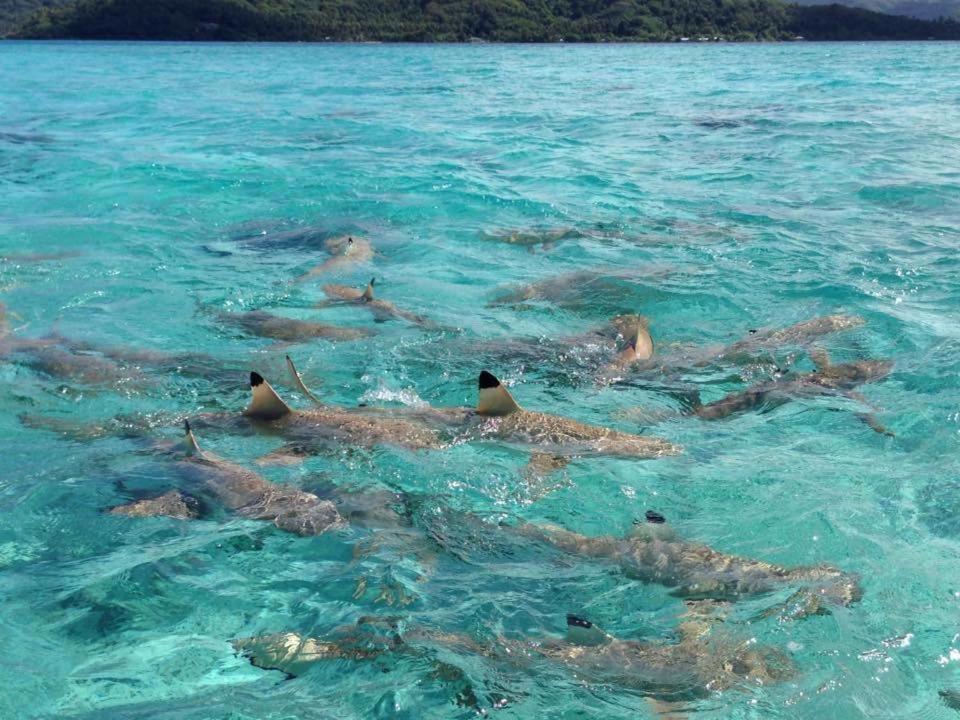 Pension Hibiscus Tahaa Uturoa Eksteriør billede